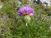 Serratula radiata