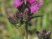 Serratula tinctoria, Saw-wort