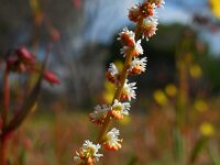 Sesamoides purpurascens