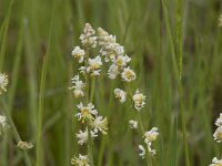 Sesamoides purpurascens 2, Saxifraga-Willem van Kruijsbergen