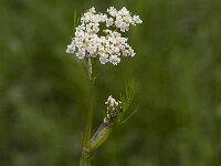 Seseli annuum ssp annuum 1, Saxifraga-Jan van der Straaten