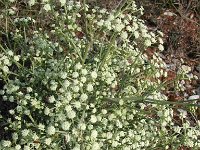 Seseli tortuosum, Mediterranean Moon Carrot