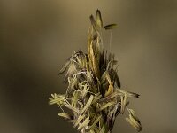 Sesleria caerulea 1, Blauwgras, Saxifraga-Jan van der Straaten