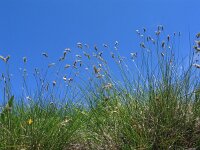 Sesleria juncifolia 1, Saxifraga-Jasenka Topic