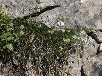 Sesleria sphaerocephala 1, Saxifraga-Willem van Kruijsbergen