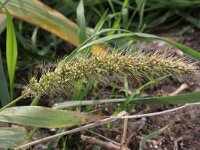 Setaria faberi