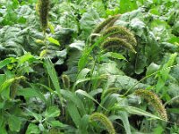 Setaria italica, Foxtail Millet