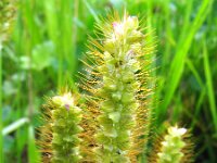 Setaria pumila, Yellow Foxtail