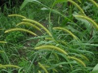 Setaria pumila 11, Geelrode naaldaar, Saxifraga-Rutger Barendse