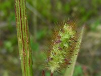Setaria pumila 15, Geelrode naaldaar, Saxifraga-Ed Stikvoort