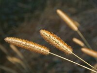 Setaria pumila 4, Geelrode naaldaar, Saxifraga-Jeroen Willemsen