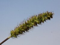 Setaria pumila 5, Geelrode naaldaar, Saxifraga-Peter Meininger