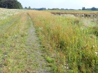 Setaria pumila 7, Geelrode naaldaar, Saxifraga-Rutger Barendse