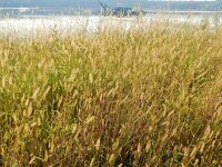 Setaria pumila 8, Geelrode naaldaar, Saxifraga-Rutger Barendse