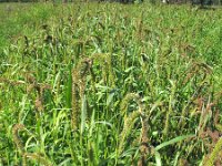 Setaria verticillata, Rough Bristle-grass