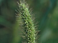 Setaria viridis, Green Bristle-grass
