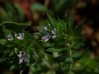 Sherardia arvensis 1, Blauw walstro, Saxifraga-Willem van Kruijsbergen