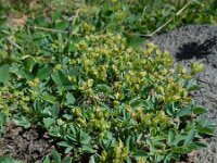 Sibbaldia parviflora 1, Saxifraga-Ed Stikvoort