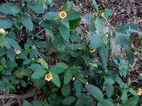 Sida rhombifolia 5, Saxifraga-Ed Stikvoort