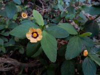Sida rhombifolia 7, Saxifraga-Ed Stikvoort