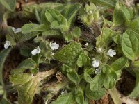 Sideritis curvidens 1, Saxifraga-Willem van Kruijsbergen