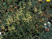 Sideritis hirsuta 1, Saxifraga-Jan van der Straaten