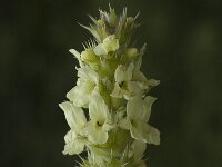 Sideritis hyssopifolia