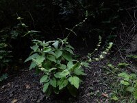 Sideritis infernalis 1, Saxifraga-Ed Stikvoort