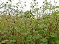 Sigesbeckia serrata 2, Pauluskruid, Saxifraga-Ed Stikvoort : s9900
