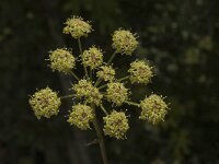 Silaum silaus 1, Weidekervel, Saxifraga-Jan van der Straaten