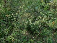 Silaum silaus 20, Weidekervel, Saxifraga-Ed Stikvoort : A900