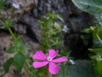 Silene acutifolia