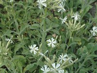 Silene andryalifolia, Mountain Catchfly