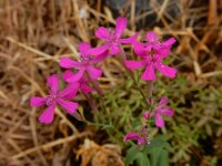 Silene armeria 14, Pekbloem, Saxifraga-Ed Stikvoort