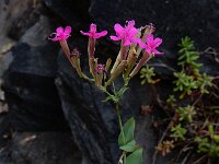 Silene armeria 15, Pekbloem, Saxifraga-Ed Stikvoort