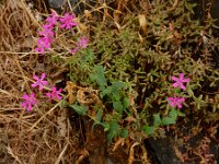 Silene armeria 16, Pekbloem, Saxifraga-Ed Stikvoort
