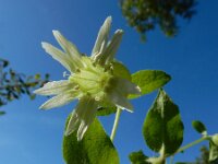 Silene baccifera