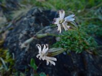 Silene ciliata 4, Saxifraga-Ed Stikvoort : pas Pandebano - Naranjo de Bulnes s9900