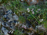 Silene ciliata 5, Saxifraga-Ed Stikvoort : pas Pandebano - Naranjo de Bulnes s9900
