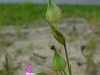 Silene cinica