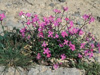 Silene colorata