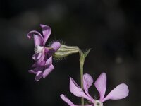 Silene colorata 48, Saxifraga-Willem van Kruijsbergen
