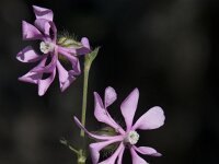Silene colorata 50, Saxifraga-Willem van Kruijsbergen