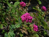 Silene compacta 1, Saxifraga-Ed Stikvoort