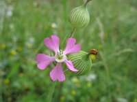 Silene conica, Striped Corn Catchfly