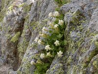 Silene cordifolia