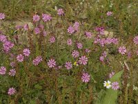 Silene coronata