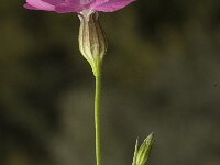 Silene cretica 1, Saxifraga-Willem van Kruijsbergen