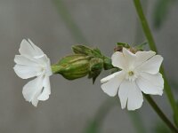 Silene dichotoma, Forked Catchfly