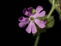 Silene dioica, Red Campion